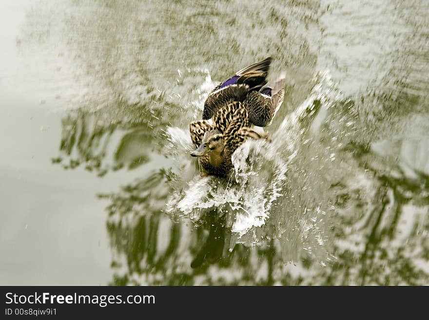 Landing Duck