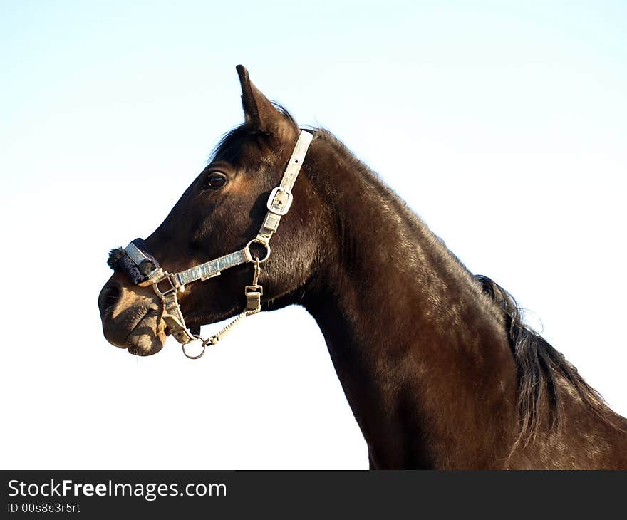 Horse profile