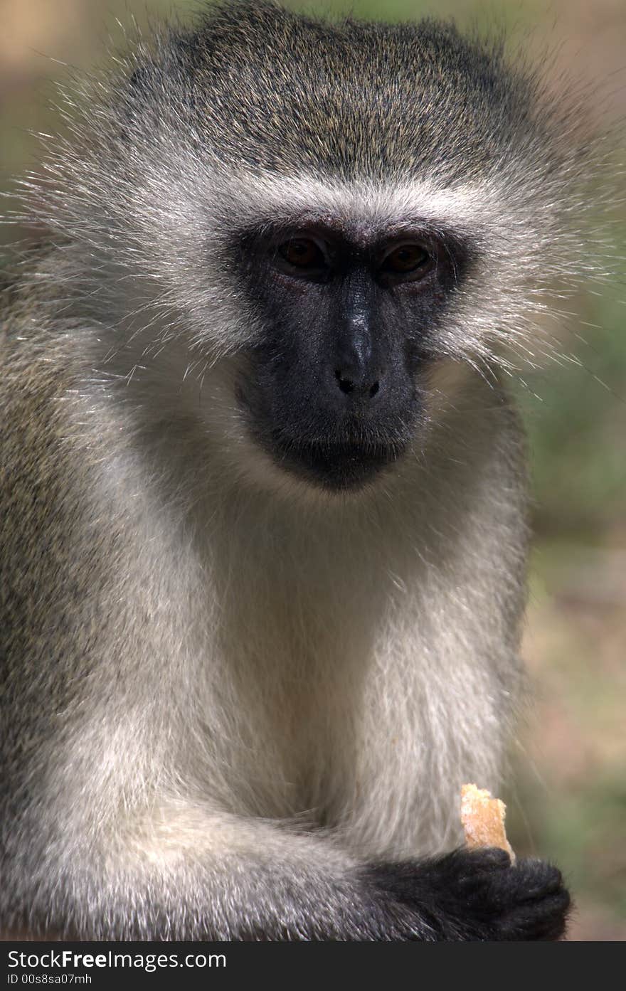 Kruger NP, South Africa, Vervet Monkey