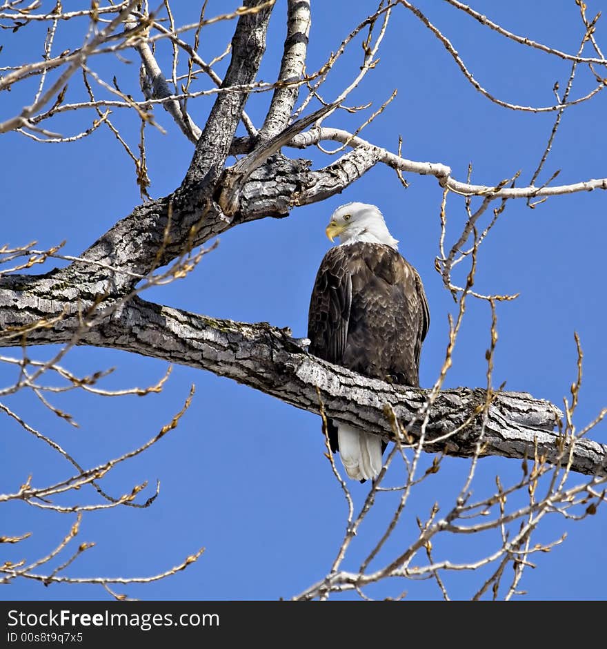 Bald Eagle