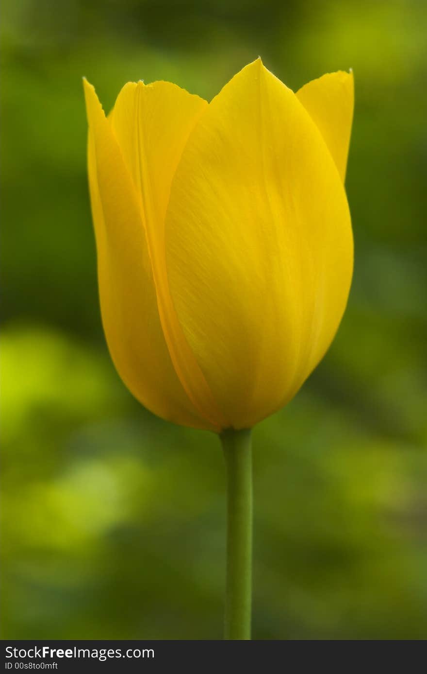 Nice yellow tulip on yellow and green background.