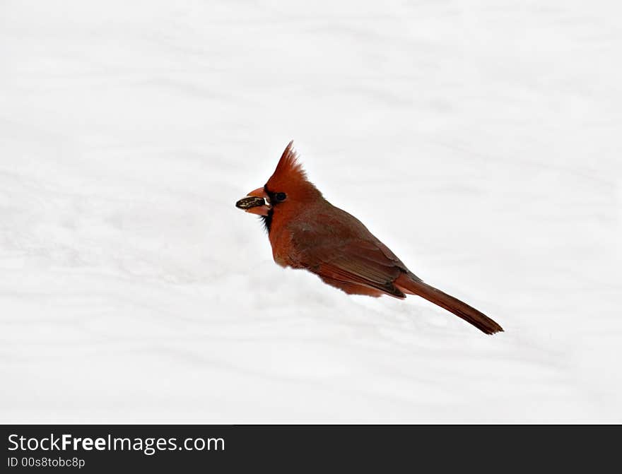 Male northern cardinal in the snow with a sunflower seed in its beak