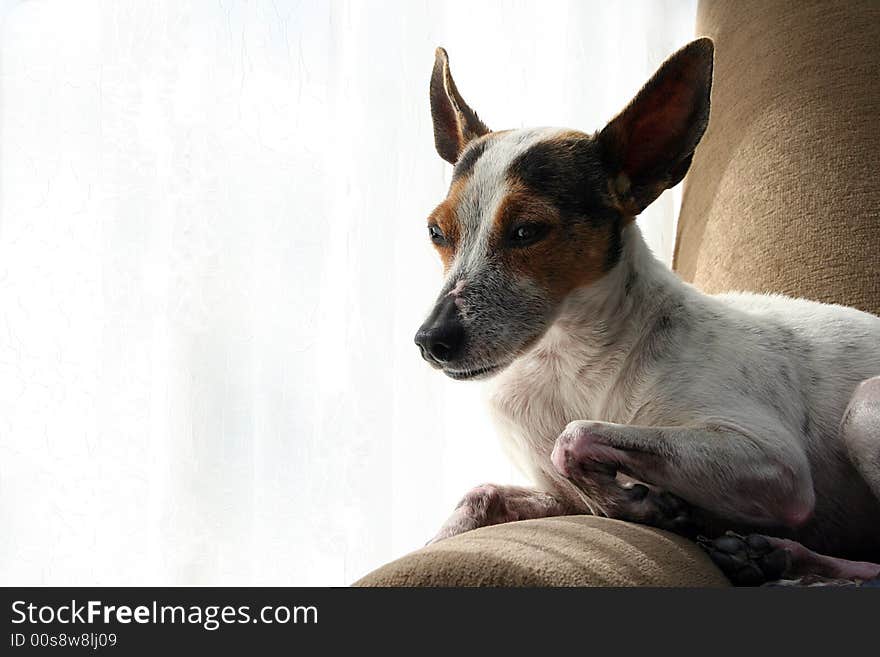 A little terrier dog relaxes in her favorite chair by the warmth of a window. There is room to the left of the subject for text. A little terrier dog relaxes in her favorite chair by the warmth of a window. There is room to the left of the subject for text.