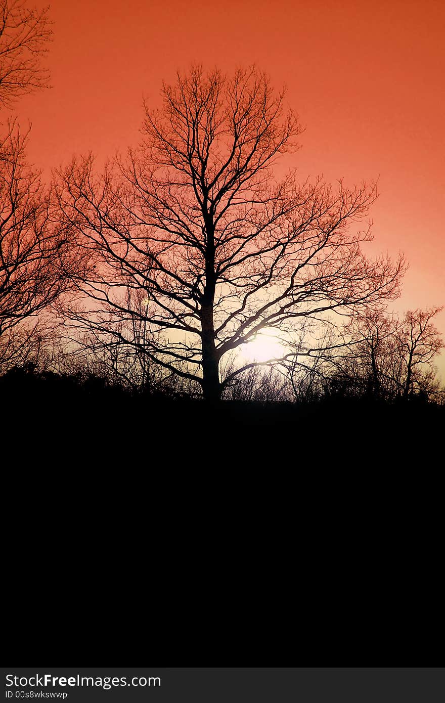 Silhouette tree with gold sunset