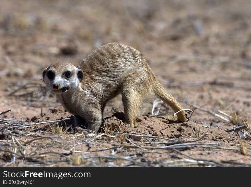 Surikati carries something to eat - South Africa