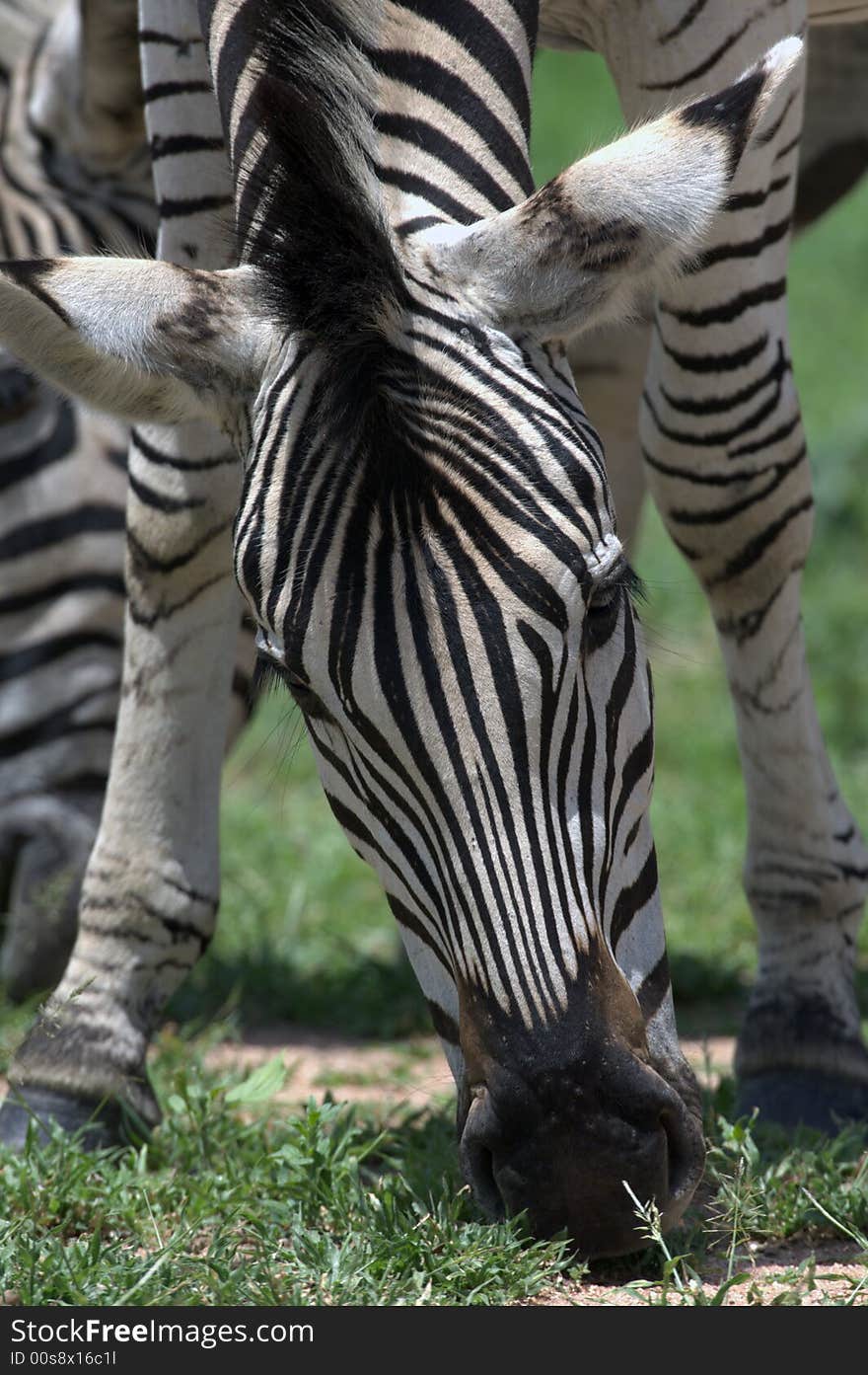 Zebra enjoying the food - South Africa