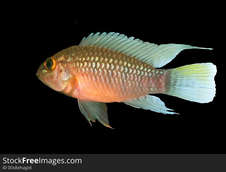 Apistogramma Sp. Nanay Over Black