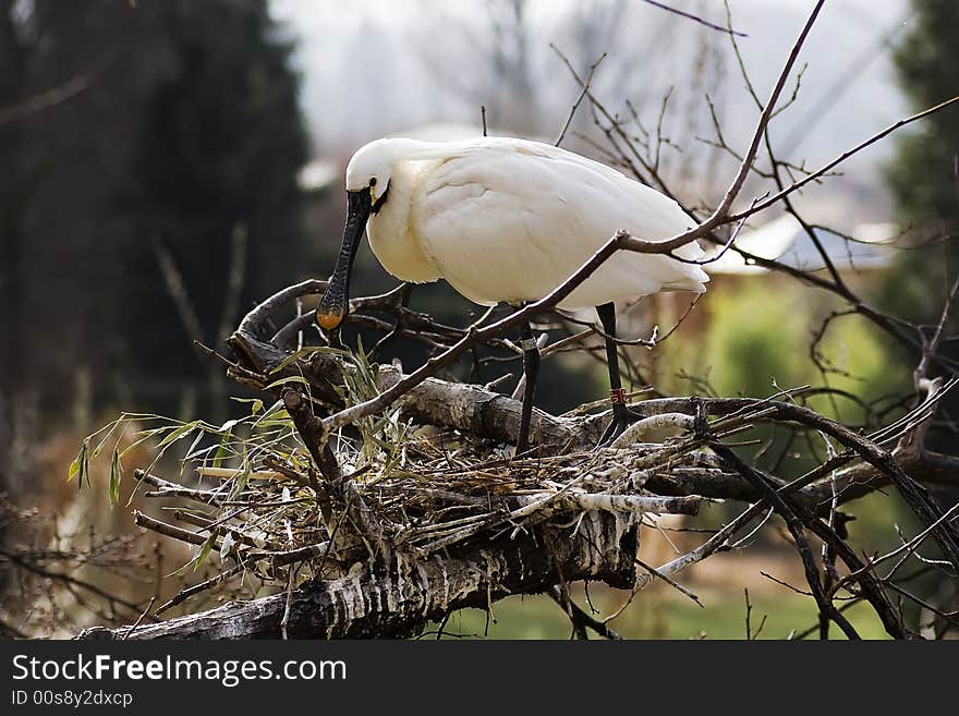 Common Spoonbill staying over birdsnest

The Common Spoonbill (Platalea leucorodia) is a wading bird of the ibis and spoonbill family Threskiornithidae, breeding in southern Eurasia from Spain to Japan, and also in North Africa. Most birds migrate to the tropics in winter, with European breeders mainly going to Africa, but a few remaining in mild winter areas of western Europe north to the United Kingdom.