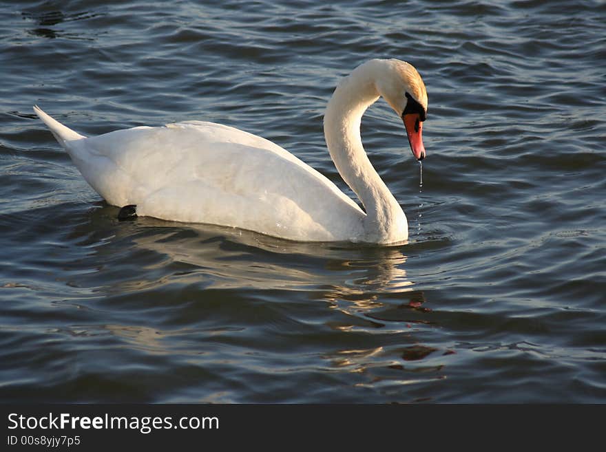 Swan