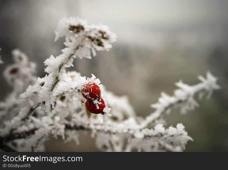 Red flower in frost