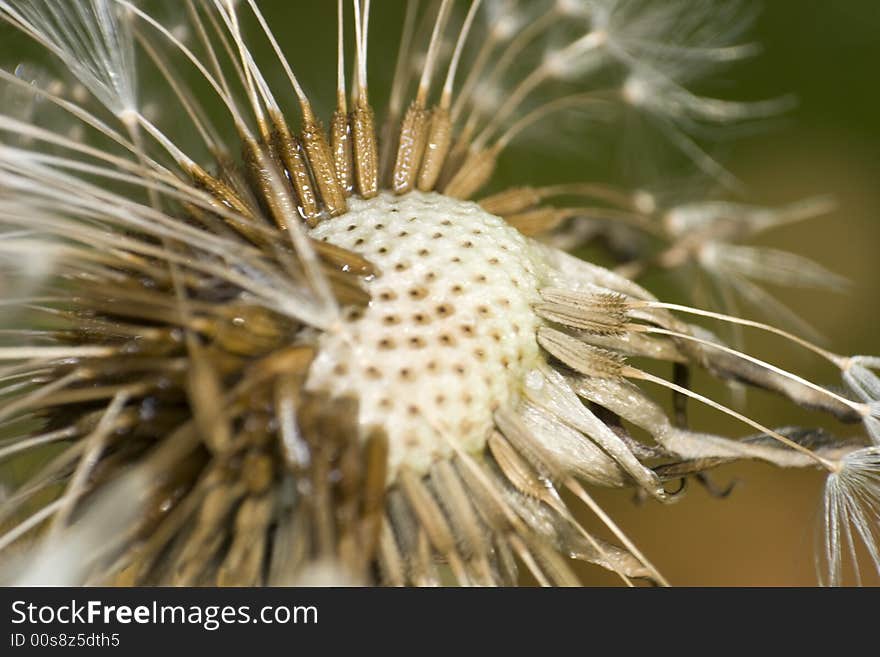 Dandelion flower