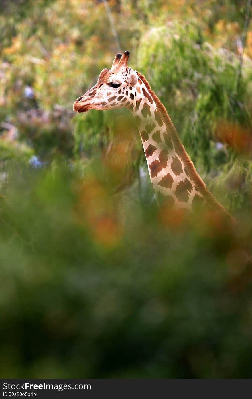 A shot of African Giraffes in the wild