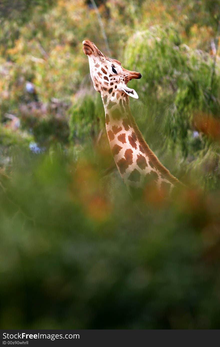 A shot of African Giraffes in the wild