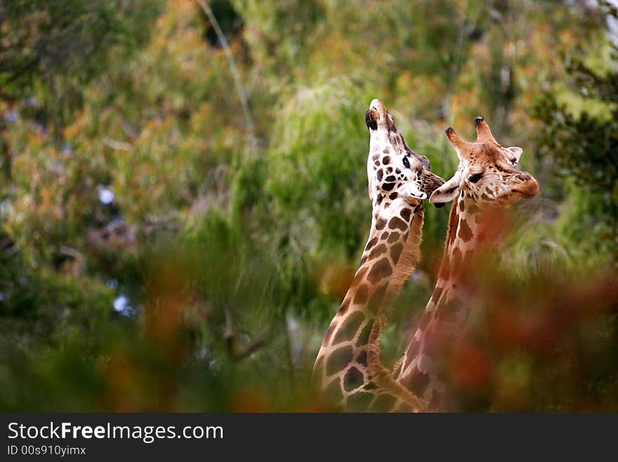 A shot of African Giraffes in the wild