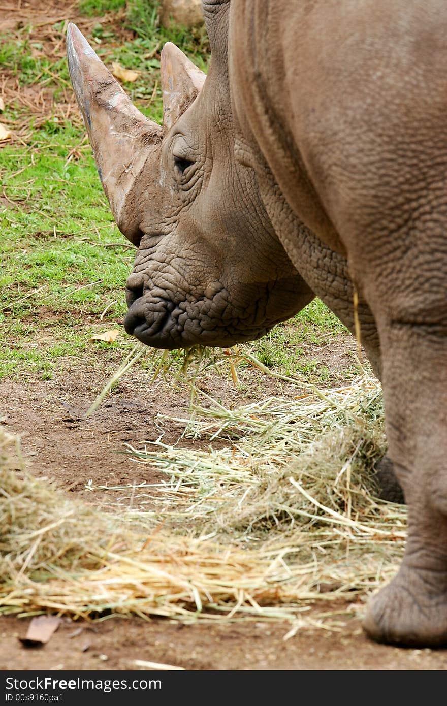 African White Rhino