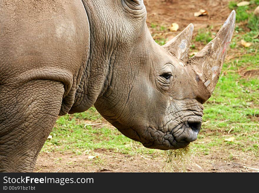 African White Rhino