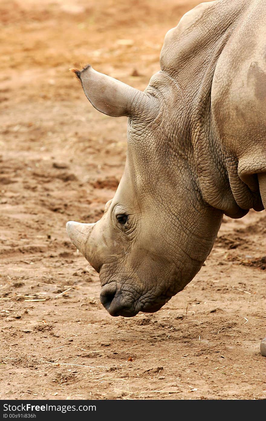 African White Rhino