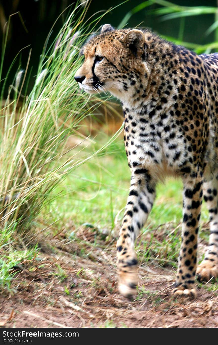 A shot of an African Cheetah in the wild