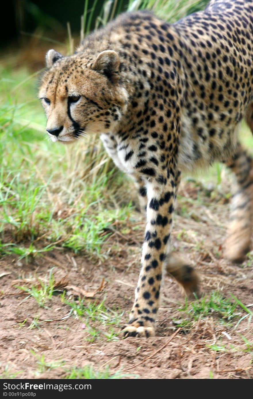 A shot of an African Cheetah in the wild