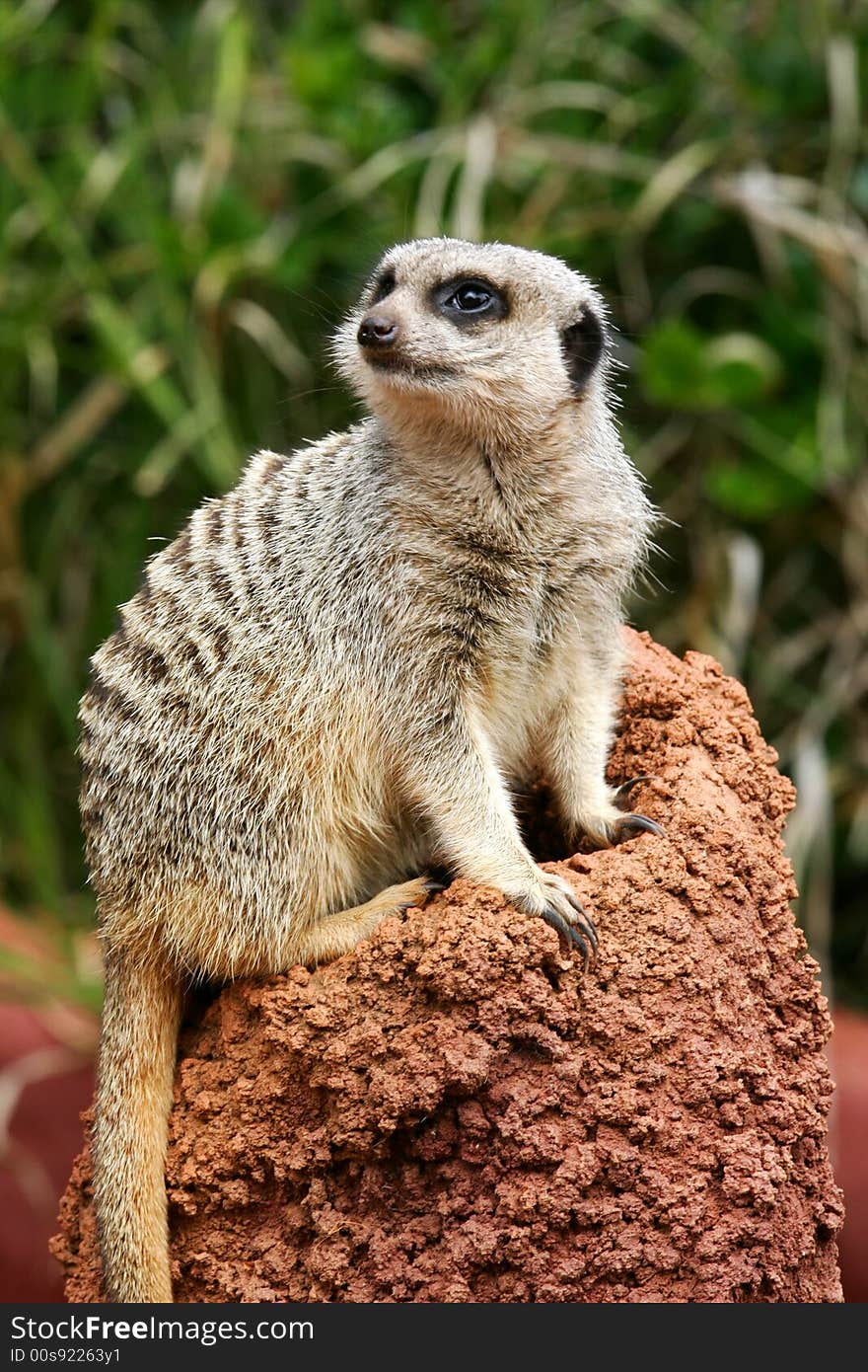 A shot of an African Meerkat on the lookout. A shot of an African Meerkat on the lookout