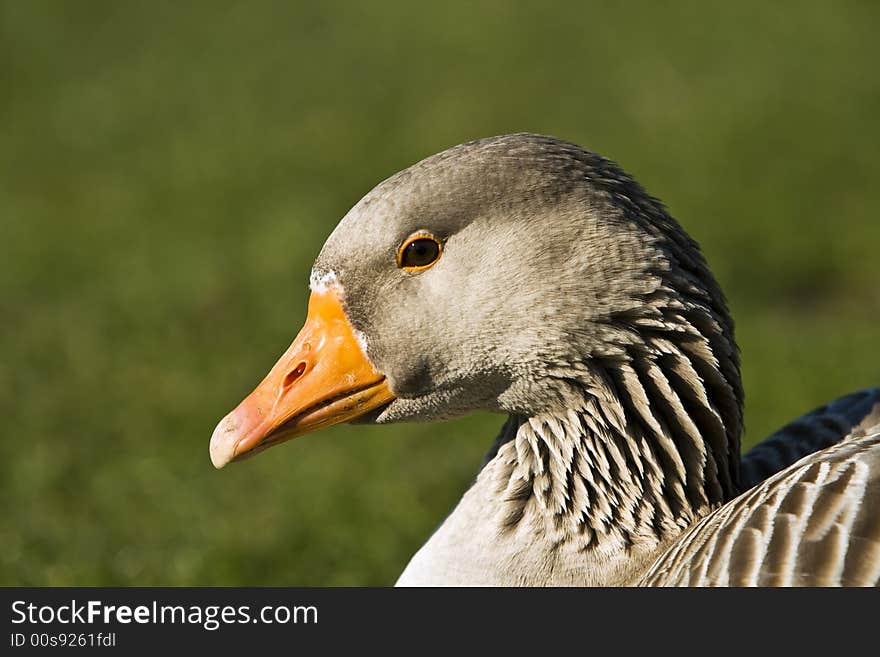 Goose on green