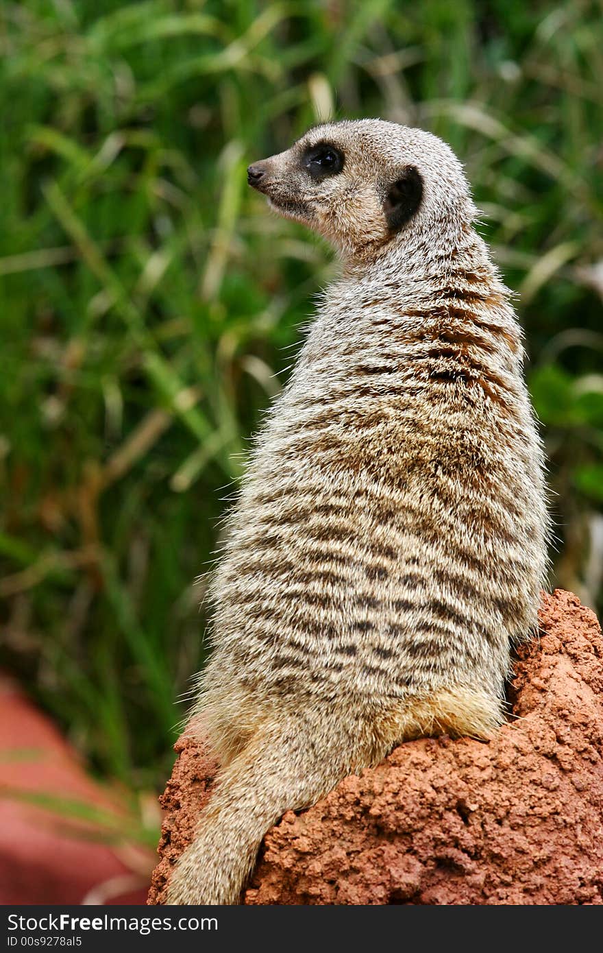 A shot of an African Meerkat on the lookout. A shot of an African Meerkat on the lookout