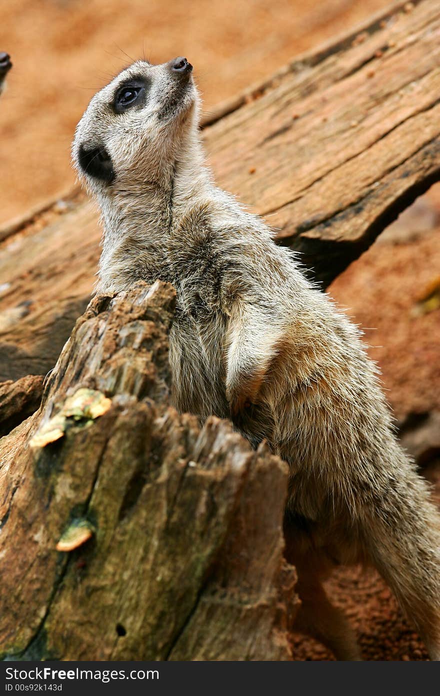 A shot of an African Meerkat on the lookout. A shot of an African Meerkat on the lookout