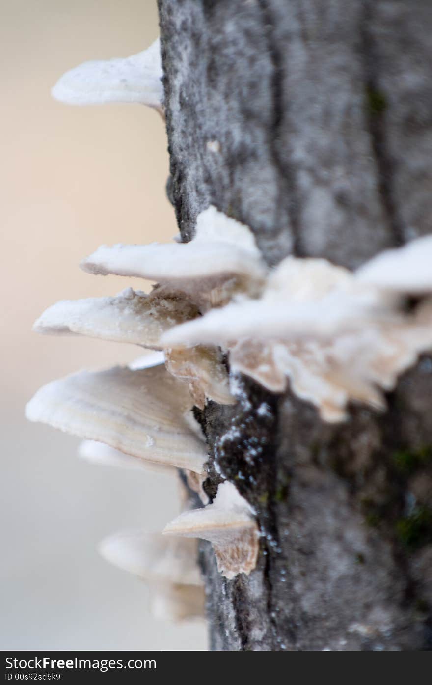 Mushrooms growing on a tree in quebec canada. Mushrooms growing on a tree in quebec canada