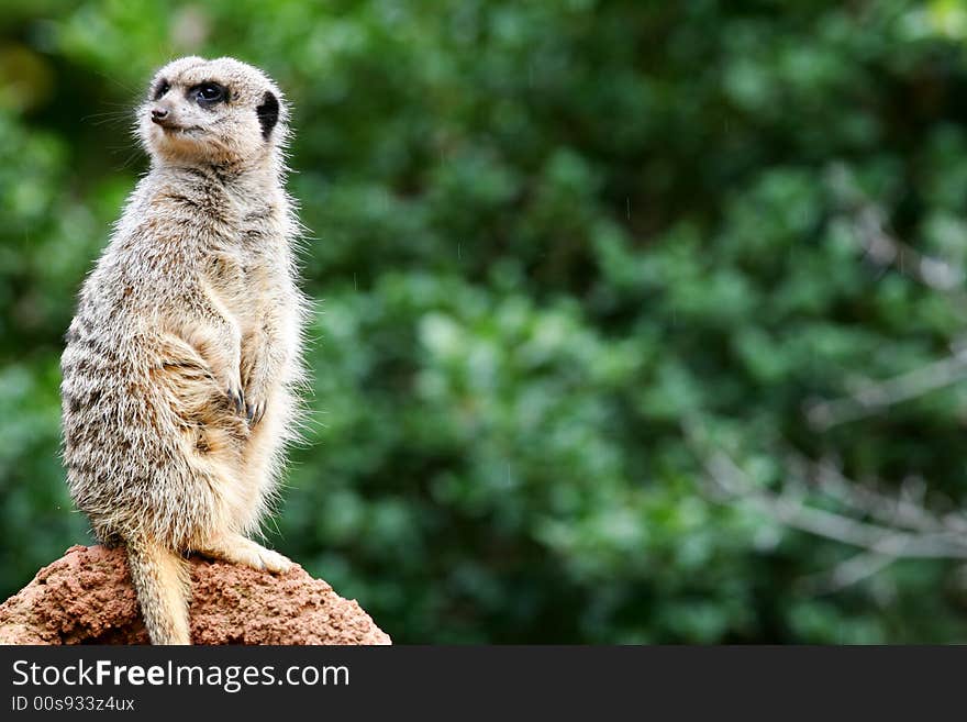 A shot of an African Meerkat on the lookout. A shot of an African Meerkat on the lookout