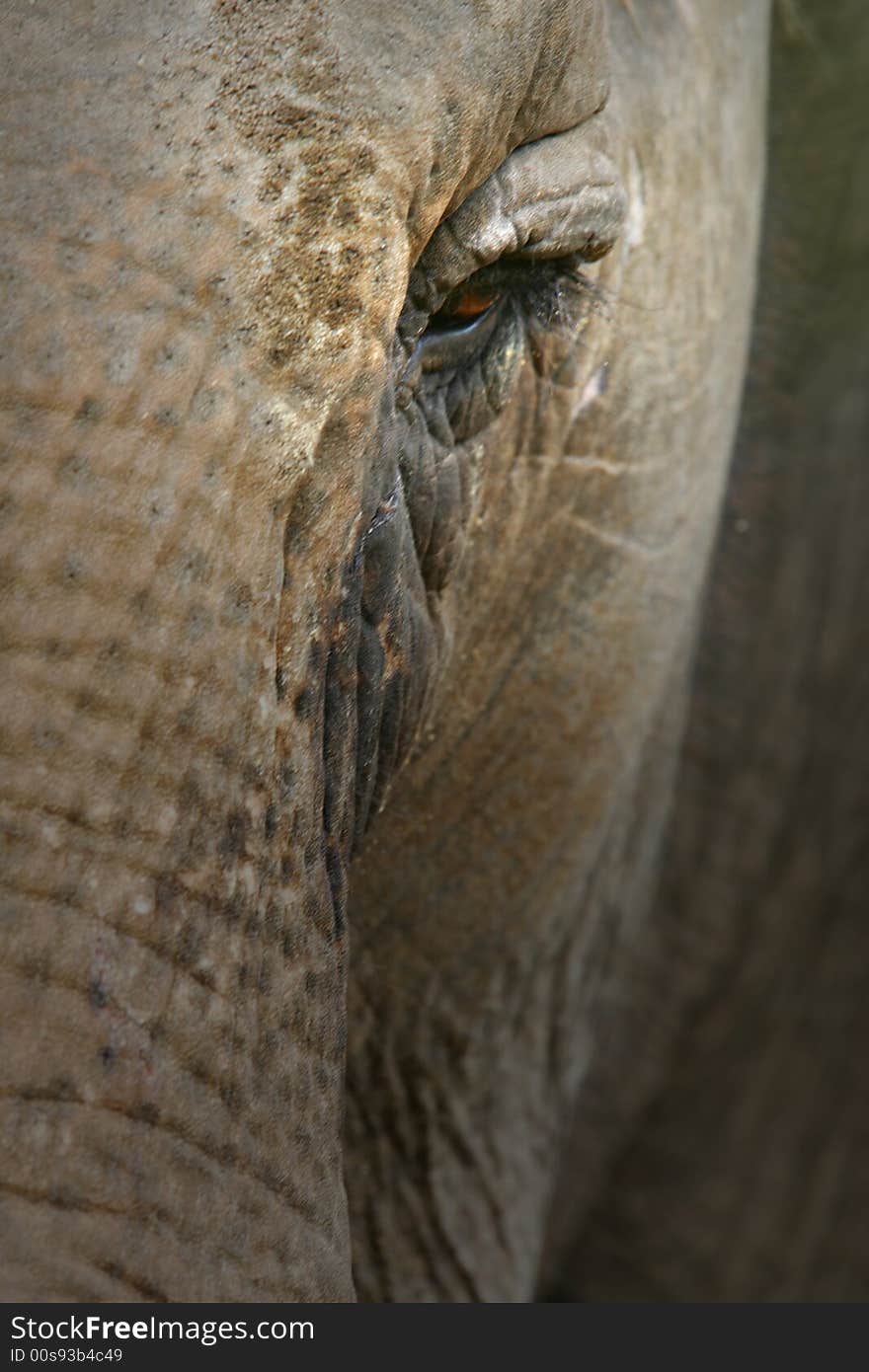 An up close shot of an Asian Elephant. An up close shot of an Asian Elephant