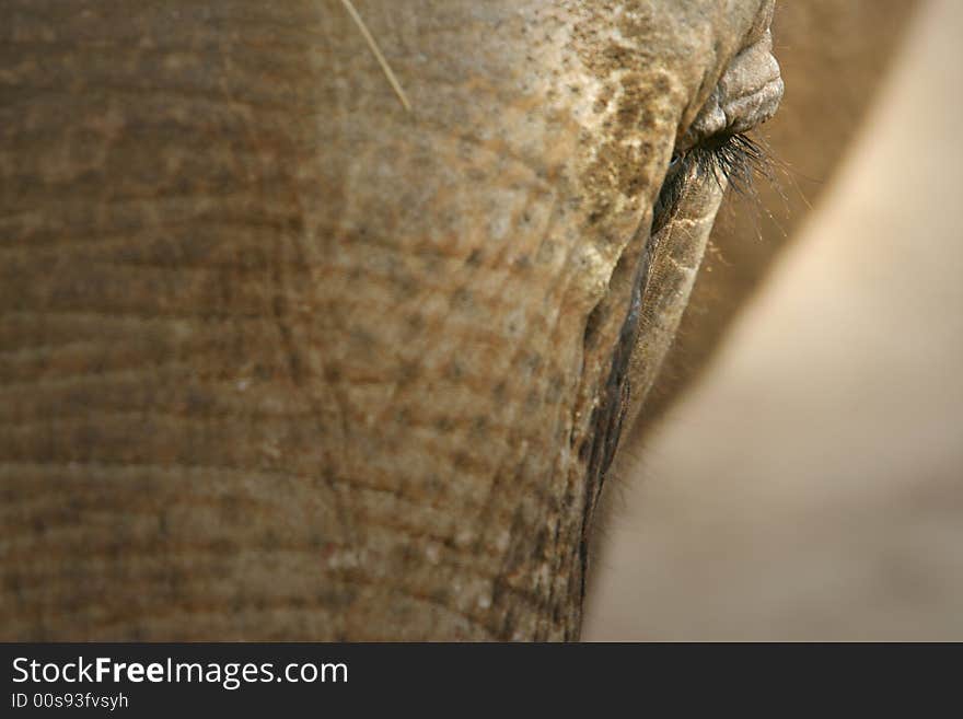 An up close shot of an Asian Elephant. An up close shot of an Asian Elephant