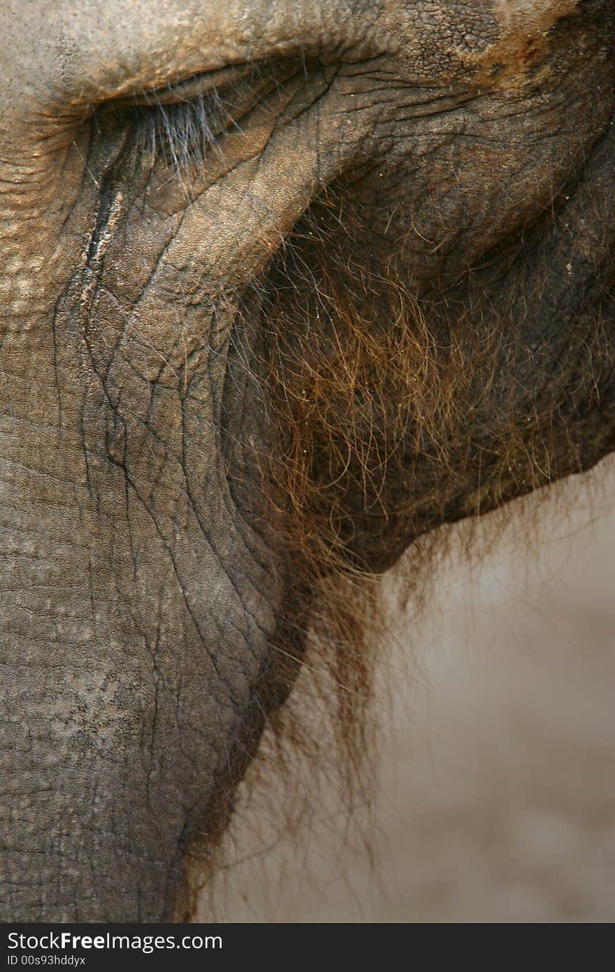 An up close shot of an Asian Elephant. An up close shot of an Asian Elephant