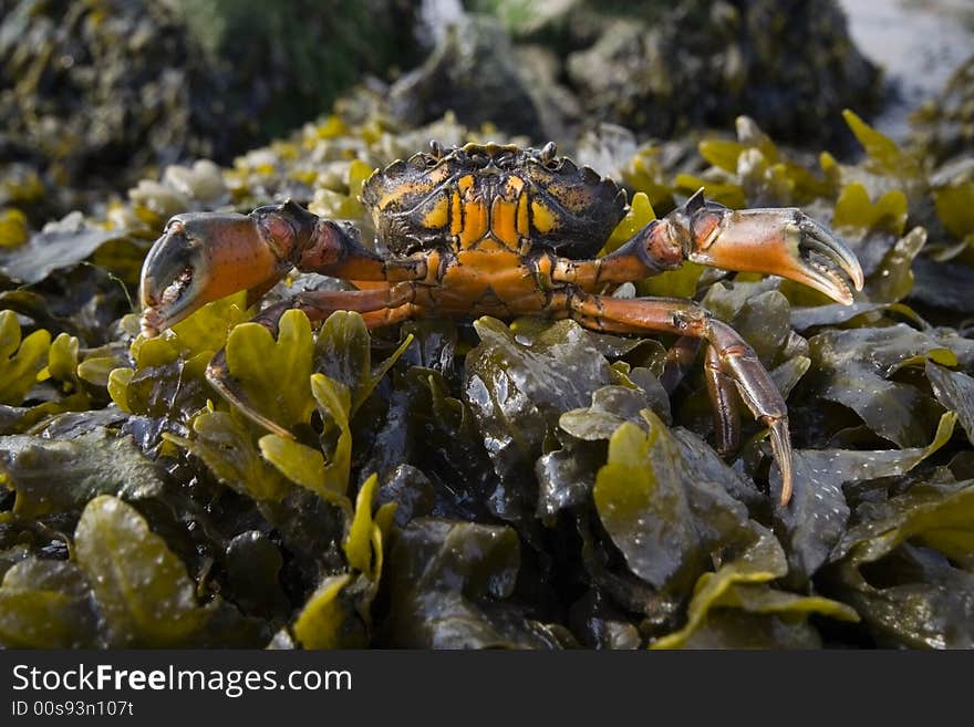 Crab with raised claws on seaweed