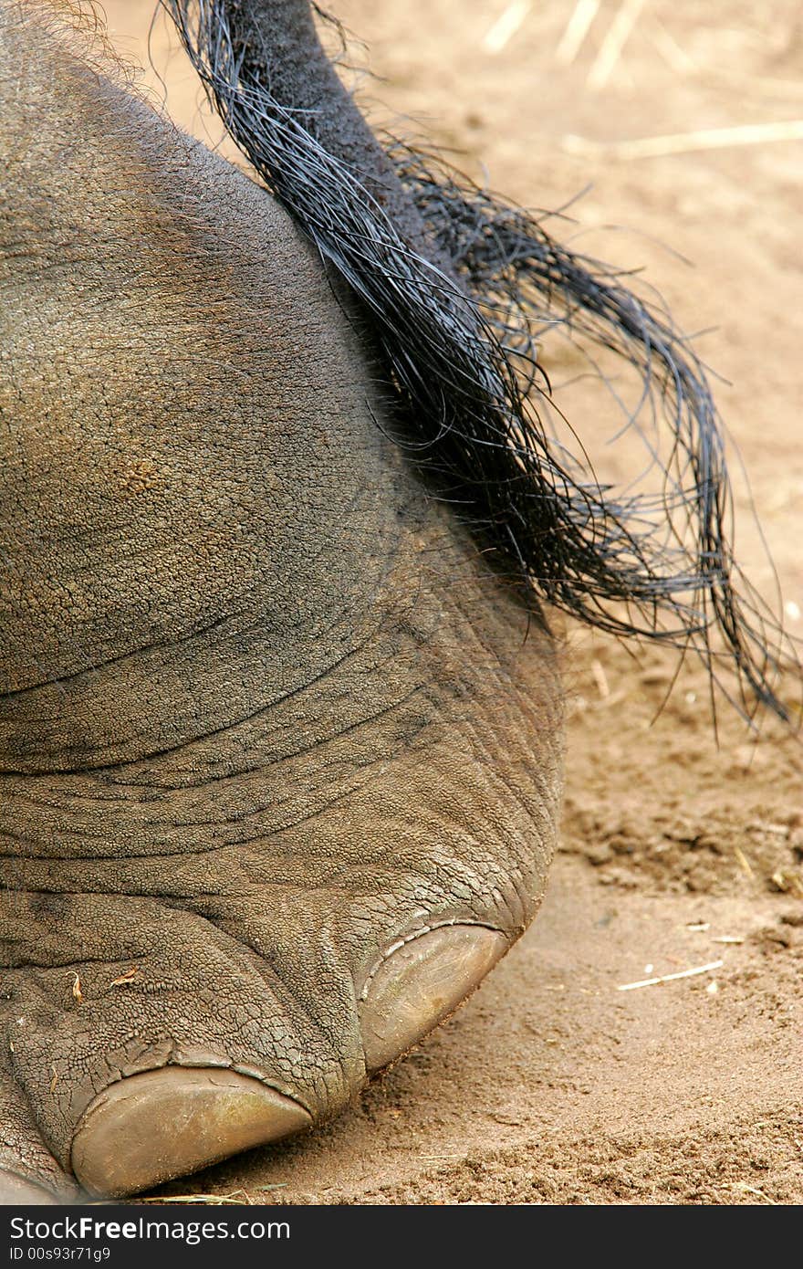 An up close shot of an Asian Elephant. An up close shot of an Asian Elephant