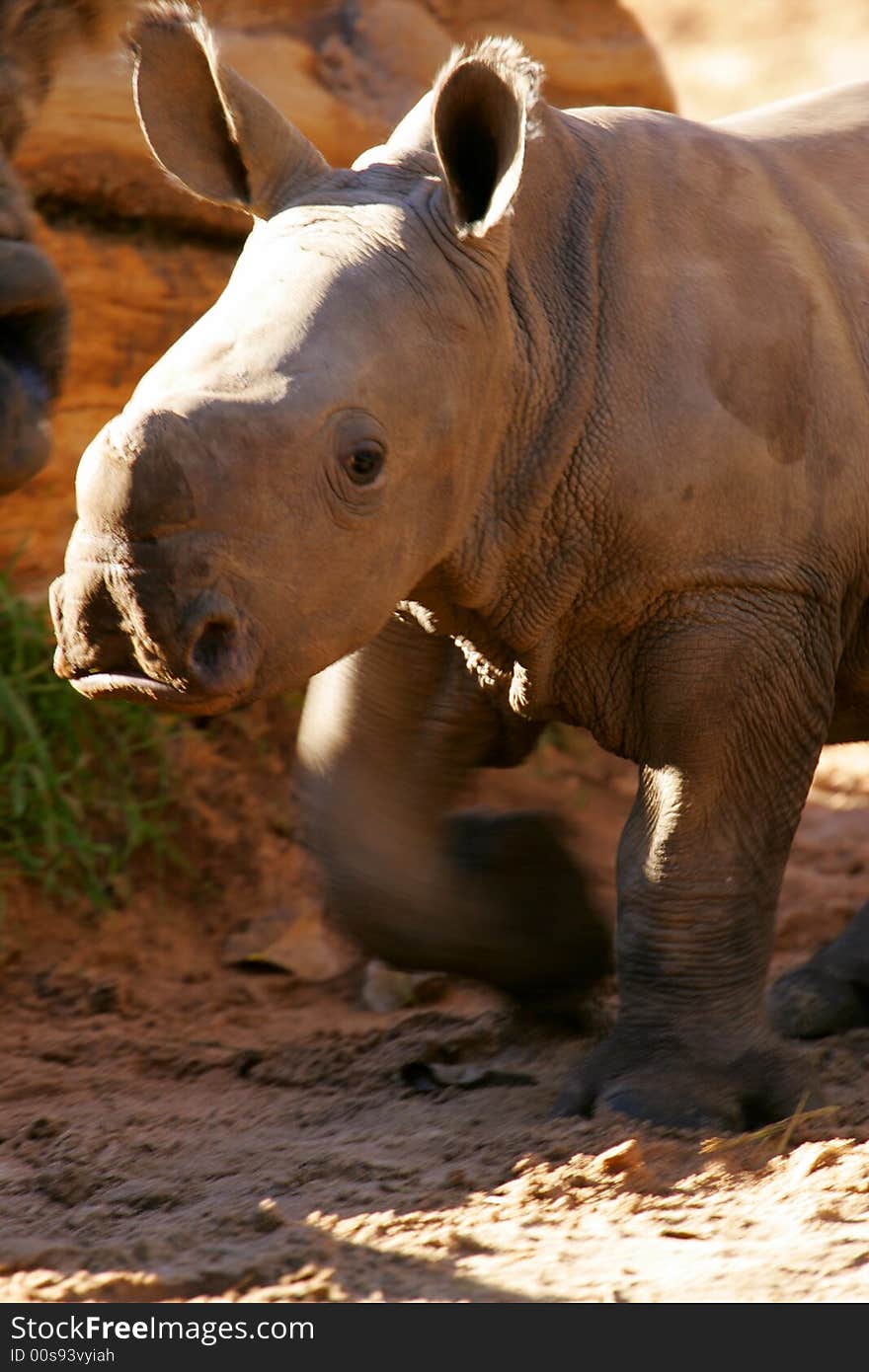 African White Rhino