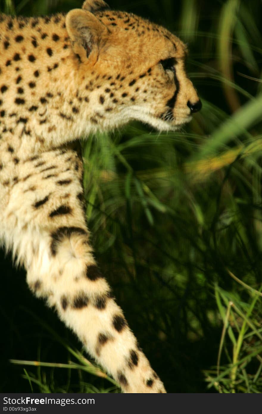 A shot of an African Cheetah in the wild