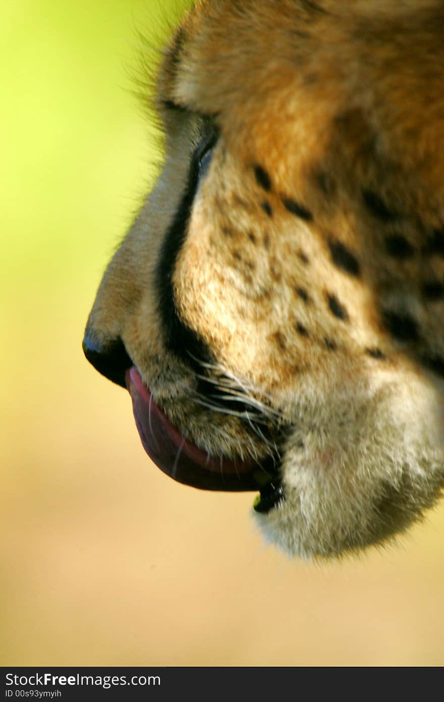 A shot of an African Cheetah in the wild