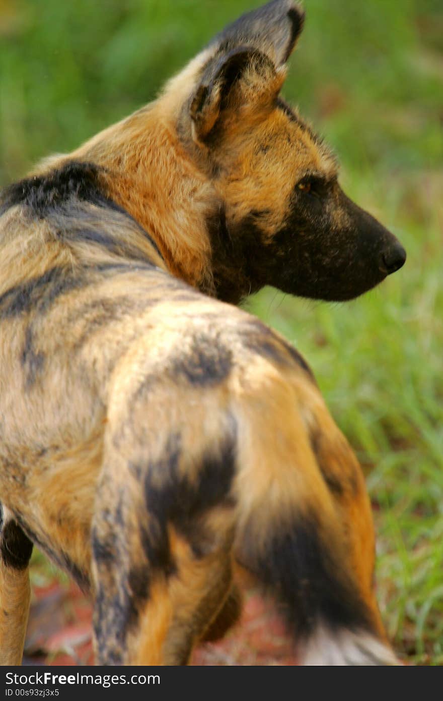 A shot of an African Hunting Dog in the wild