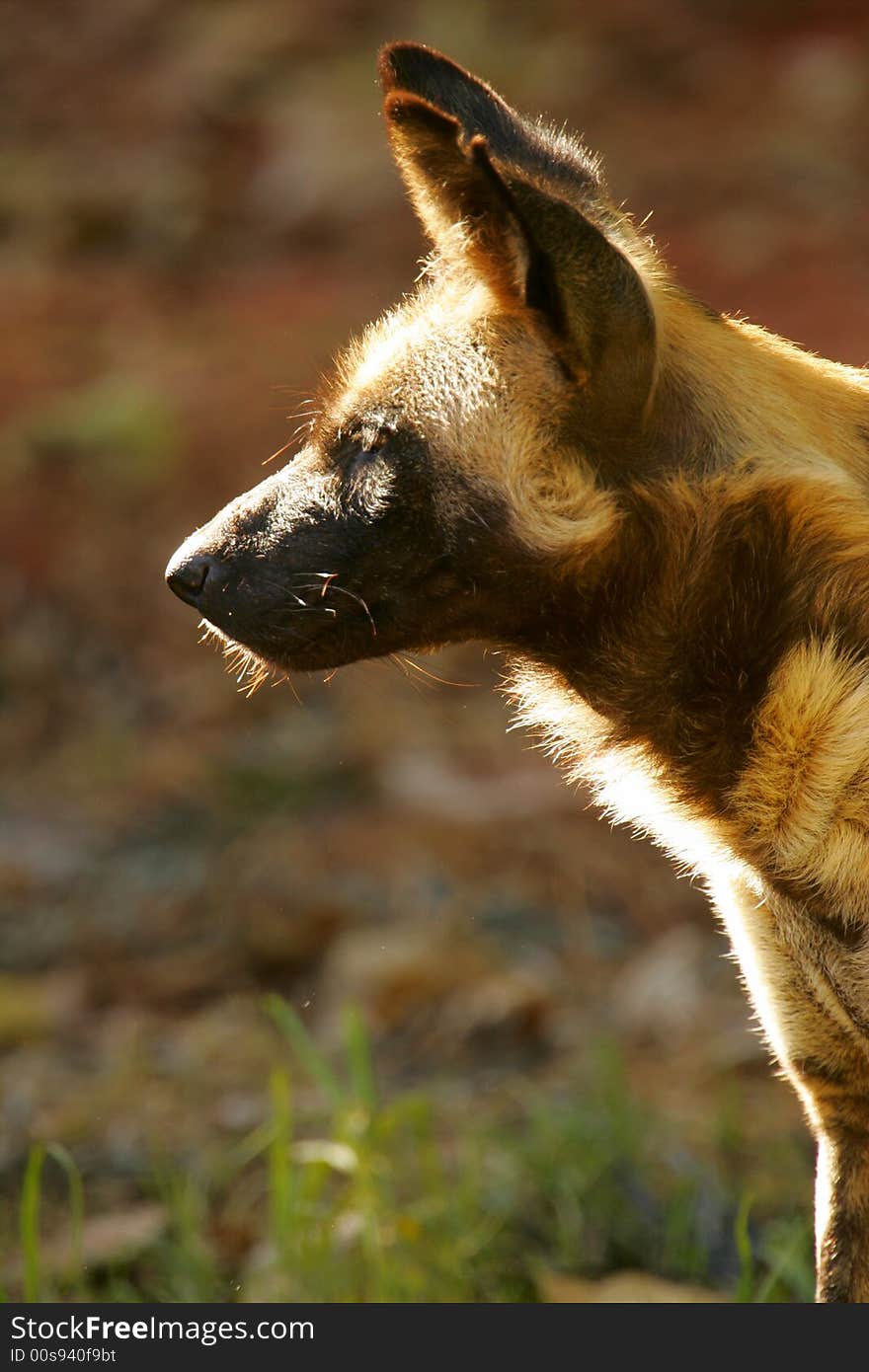 A shot of an African Hunting Dog in the wild