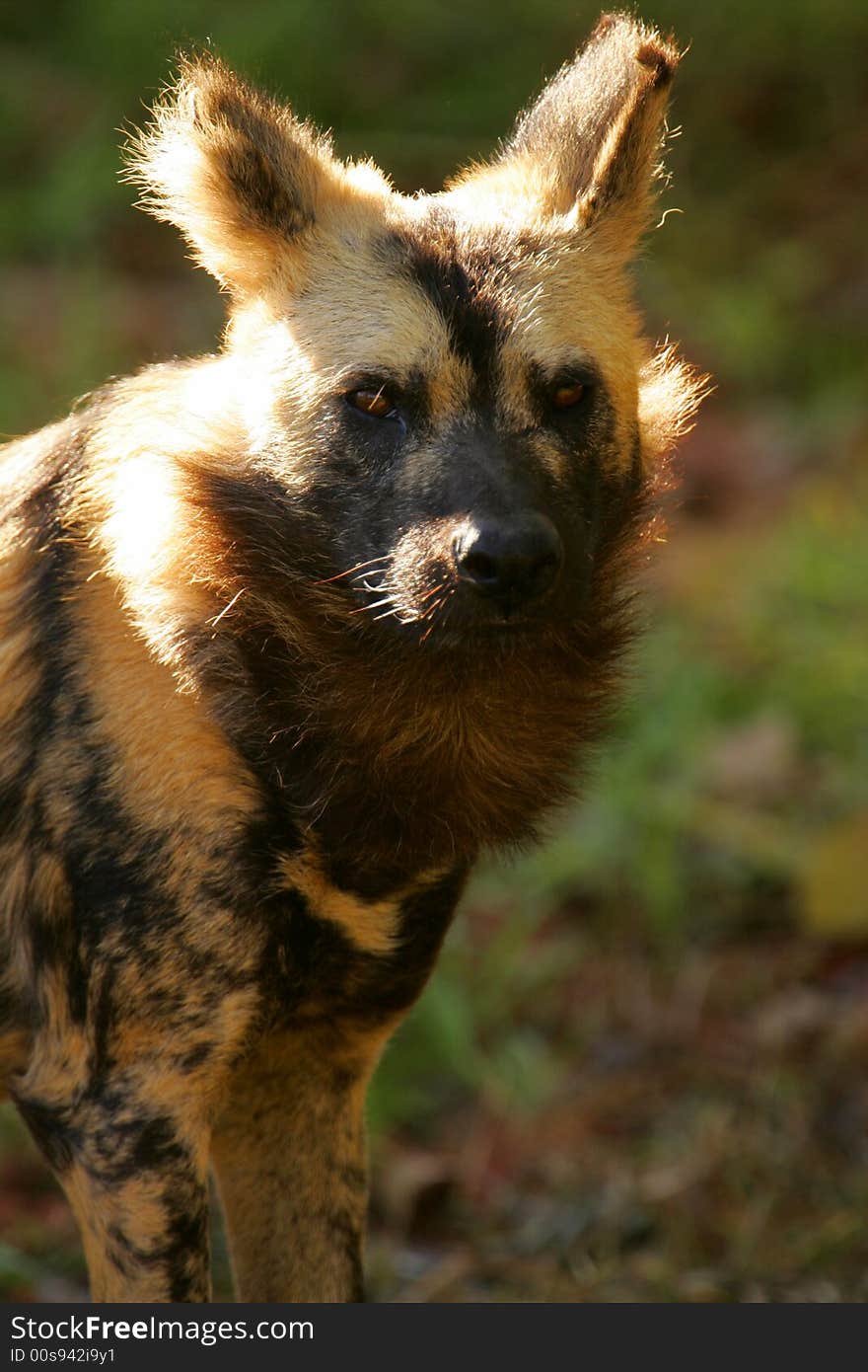 A shot of an African Hunting Dog in the wild