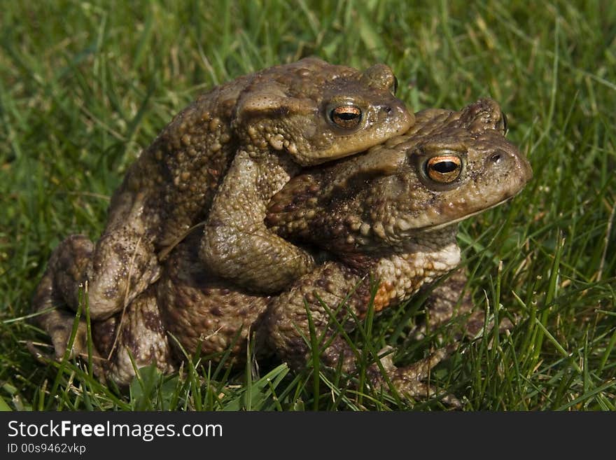 Two mating toads