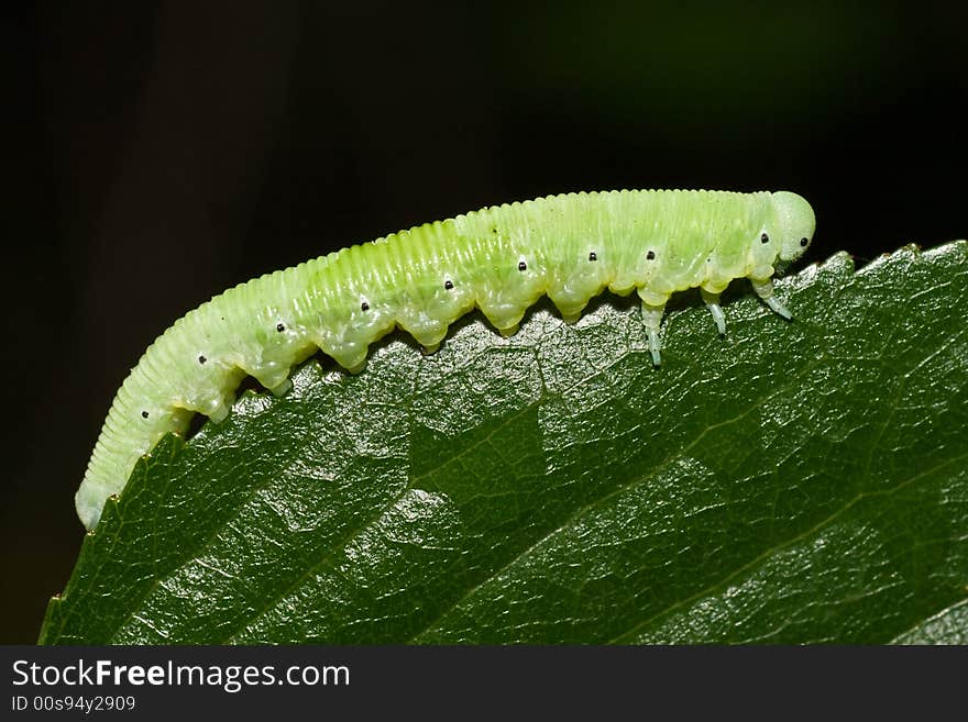 Caterpillar