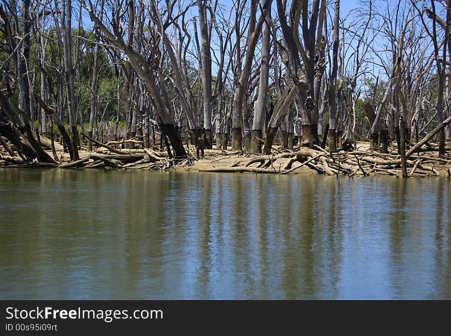 Low water in river with dying trees