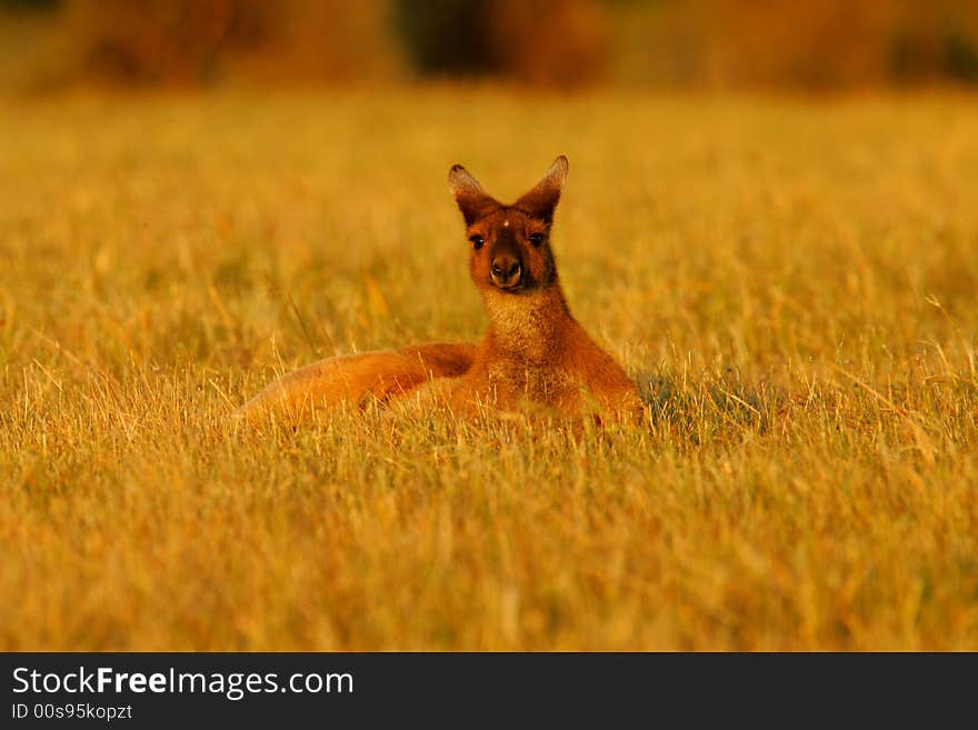 Western Grey Kangaroo