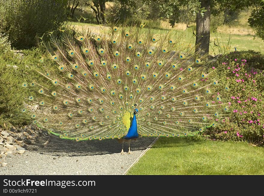 Peacock fanning it's tail feathers in the garden