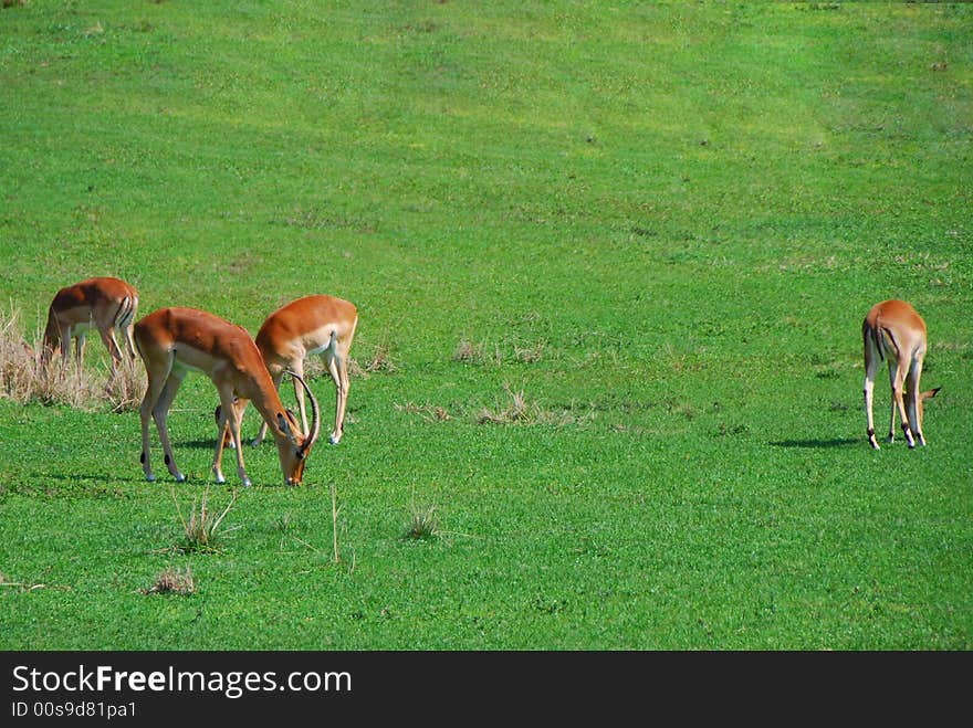 Four beautiful gazelles grazing in a green pasture