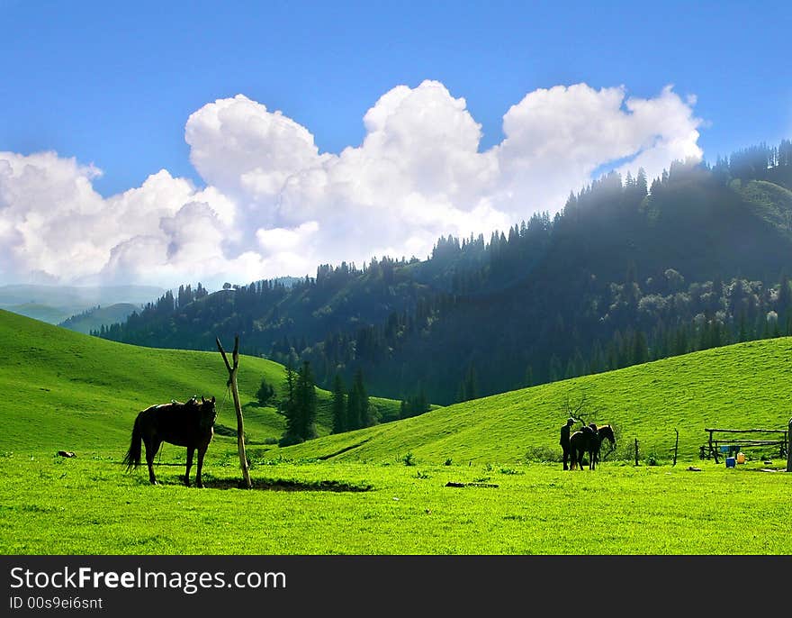 Meadow In Xinjiang