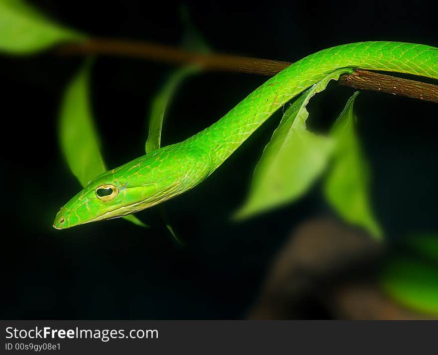 Green Snake In The Garden