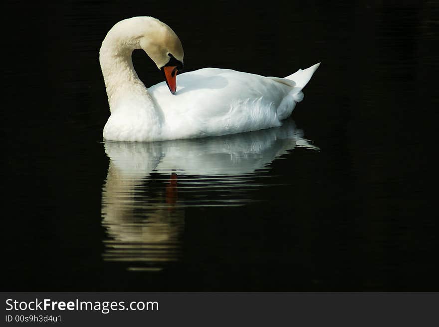 Swan Reflections