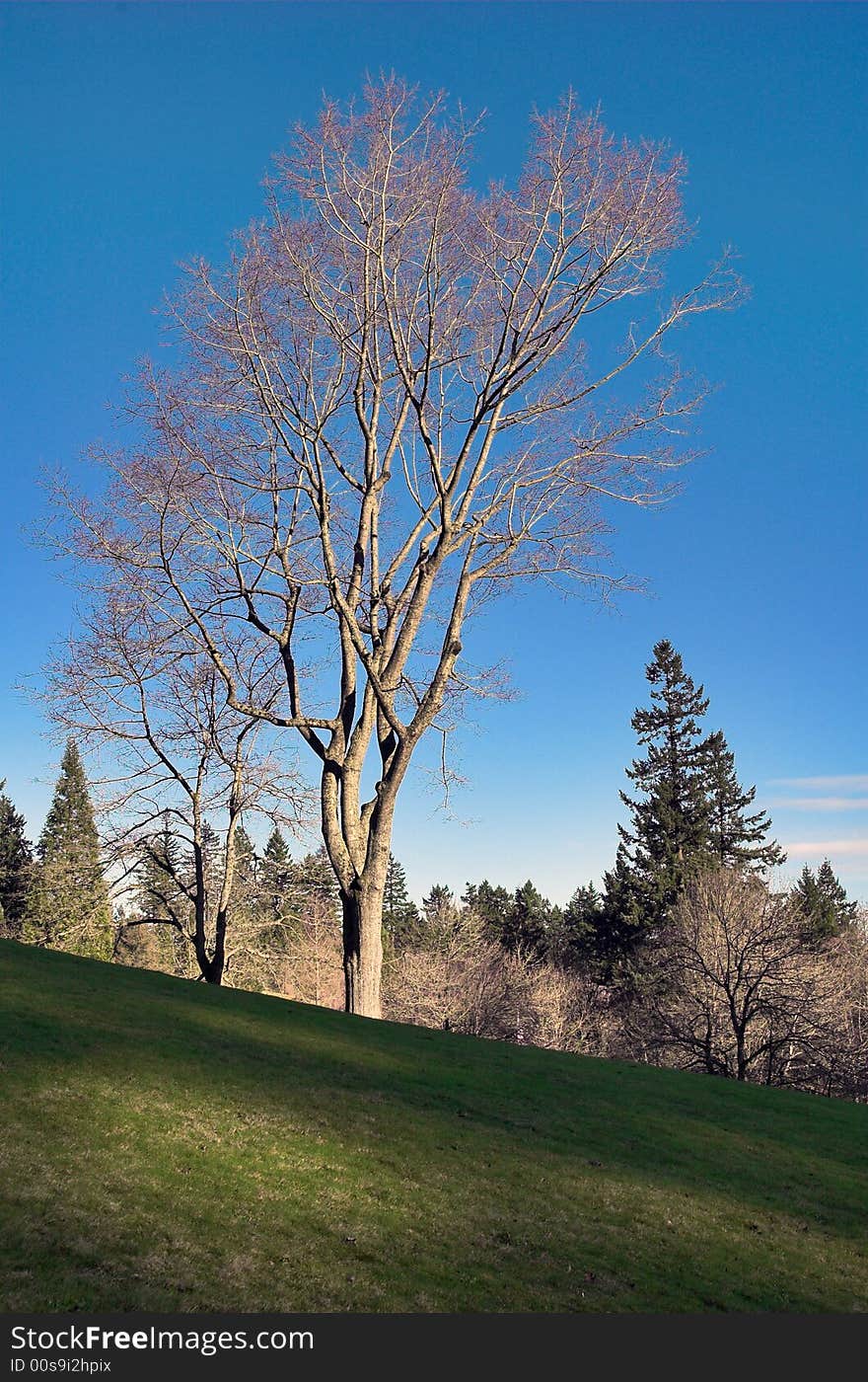 Lone Tree